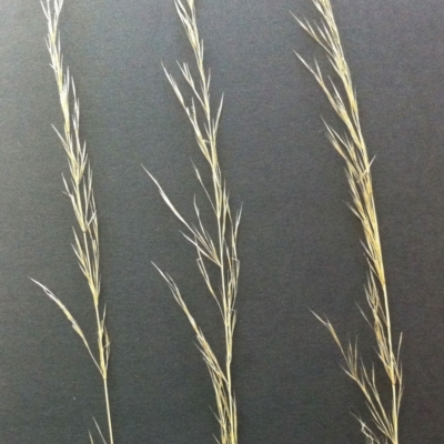 Austrostipa scabra