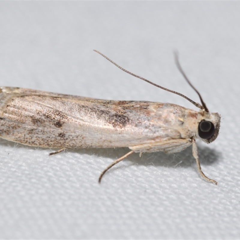 Cadra cautella