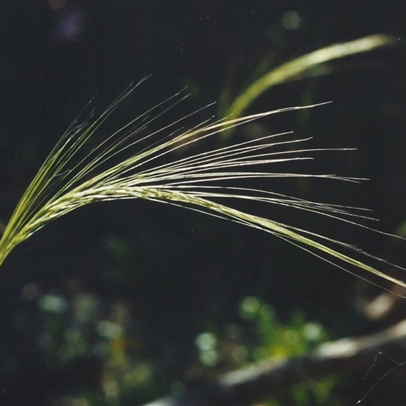 Austrostipa scabra subsp. falcata