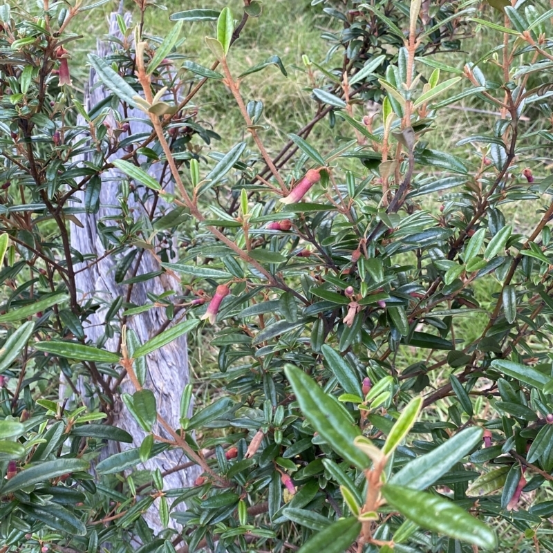 Correa lawrenceana var. rosea