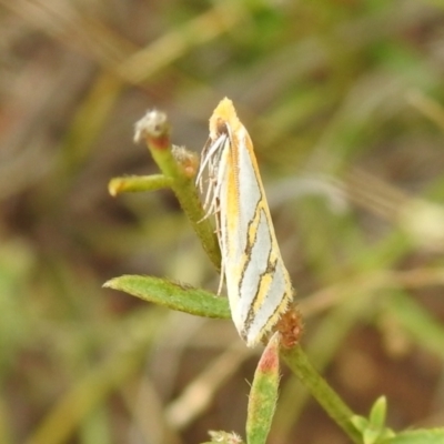 Thudaca mimodora