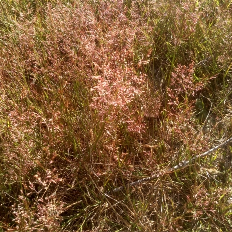 Agrostis sp.