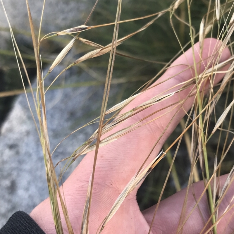 Austrostipa nivicola