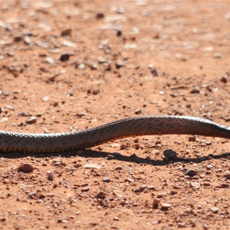 Pseudonaja aspidorhyncha