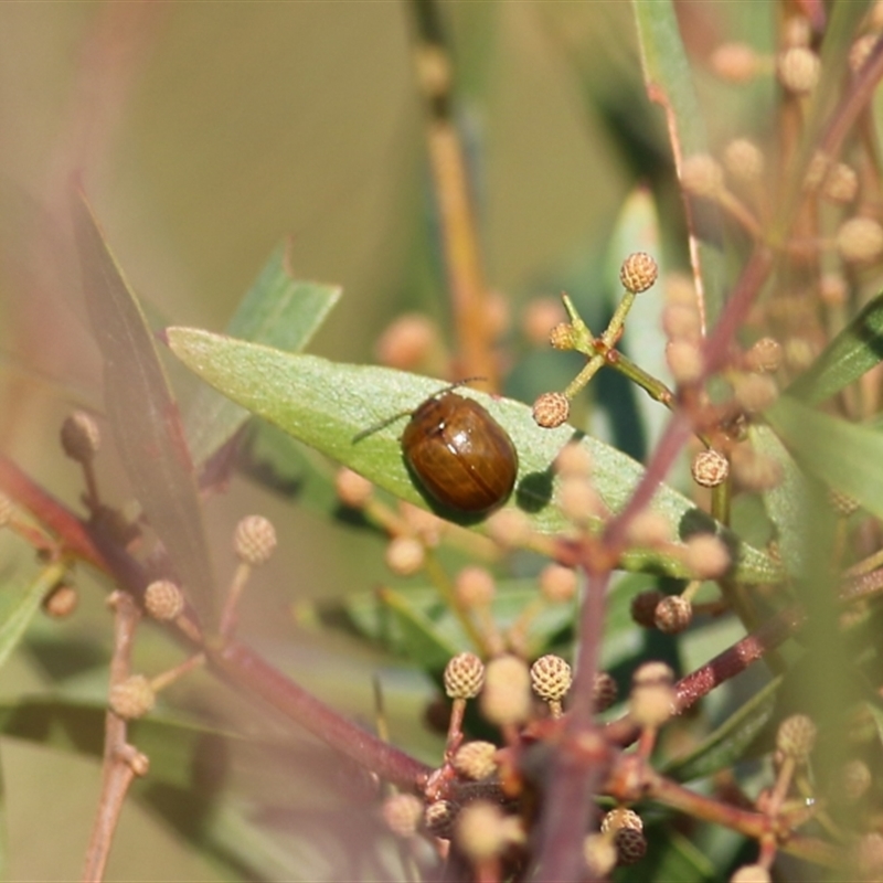 Dicranosterna semipunctata