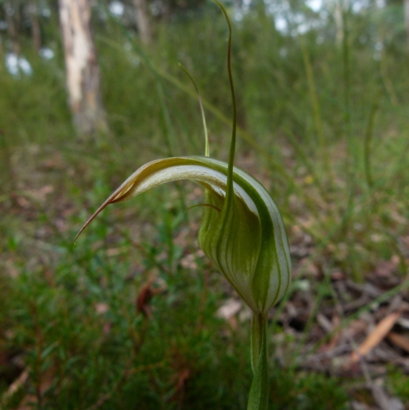 Diplodium reflexum