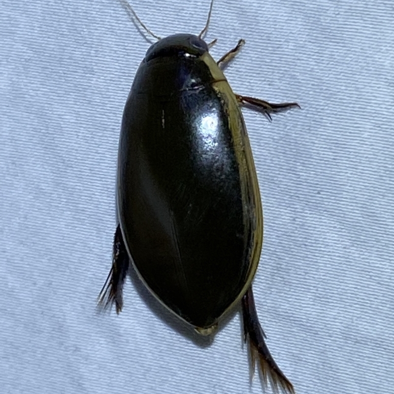 Cybister tripunctatus