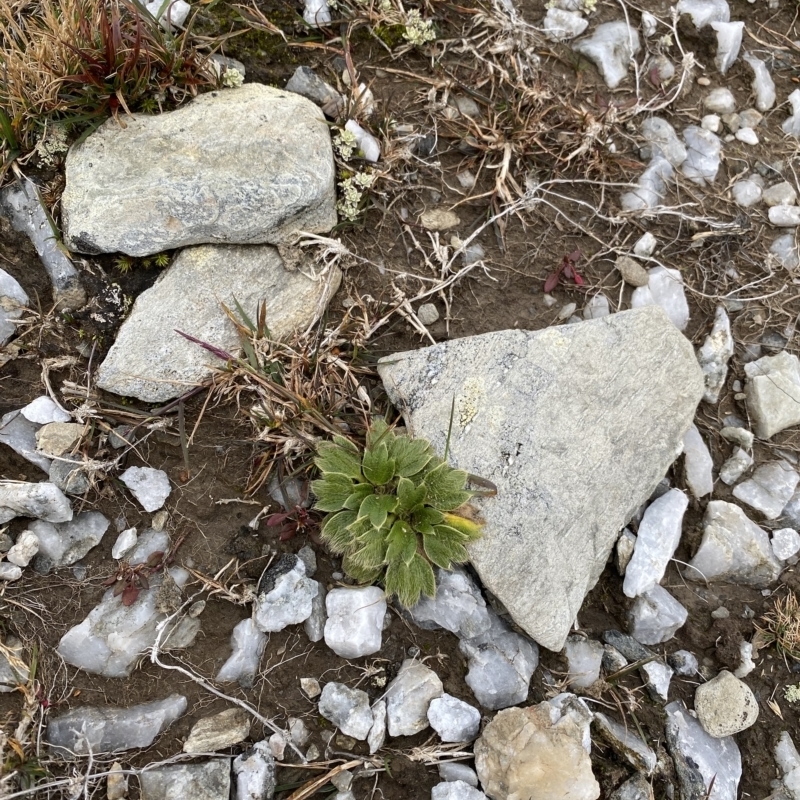 Ranunculus acrophilus