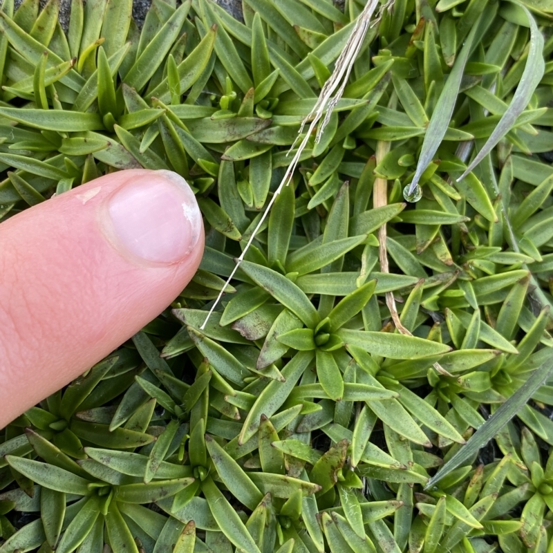 Plantago glacialis