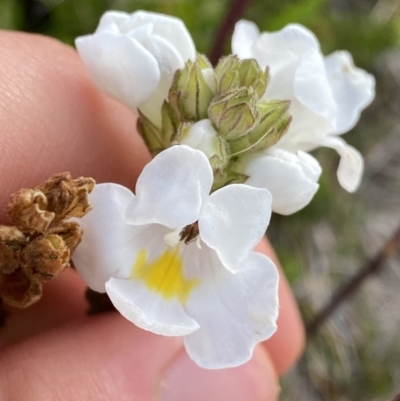 Euphrasia collina subsp. glacialis