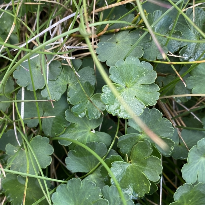 Azorella fragosea