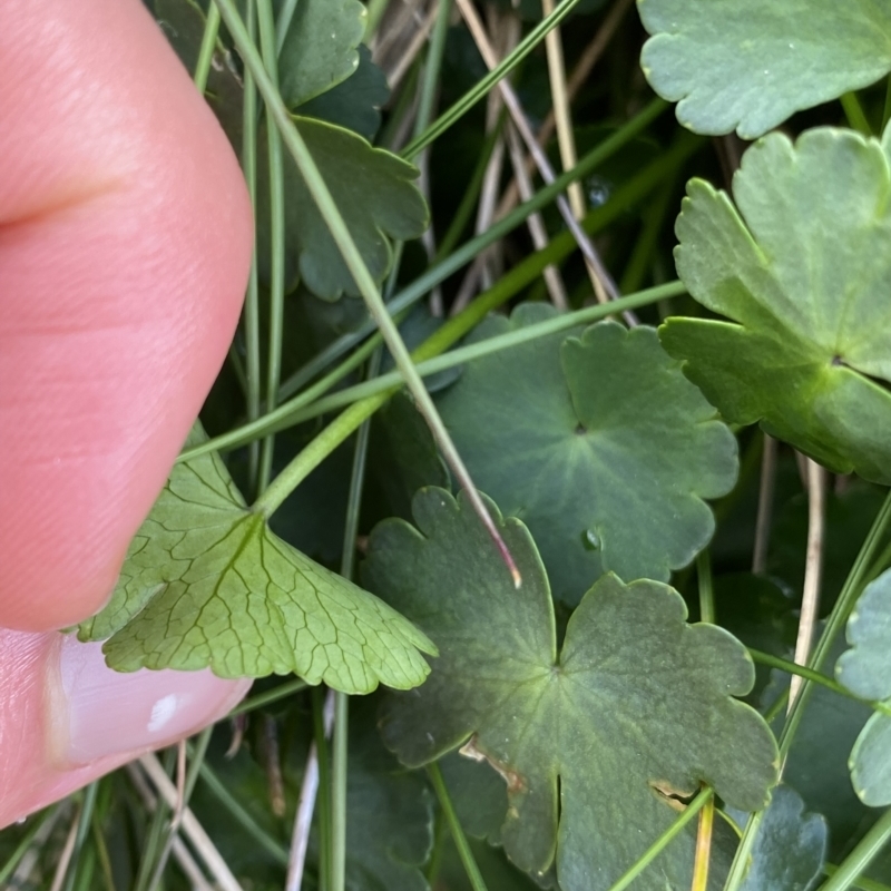 Azorella fragosea