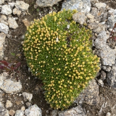 Colobanthus pulvinatus