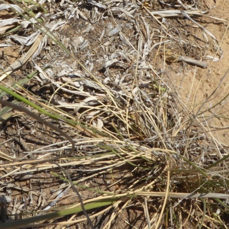 Austrostipa sp.