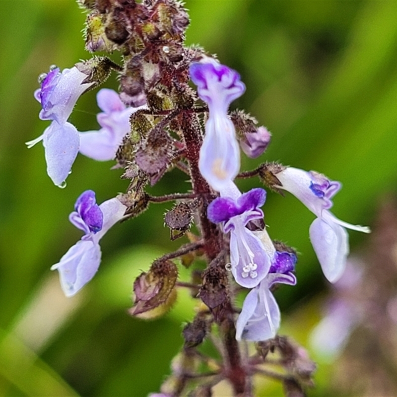 Plectranthus sp.