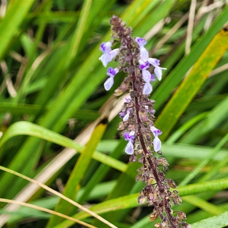 Plectranthus sp.