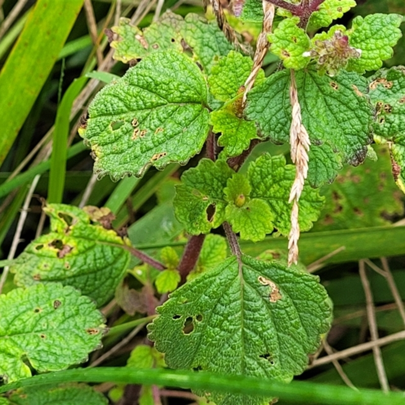 Plectranthus sp.