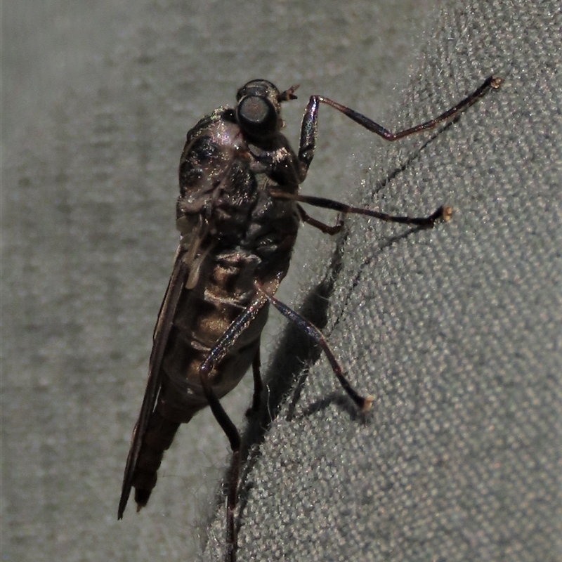 Chiromyza sp. (genus)