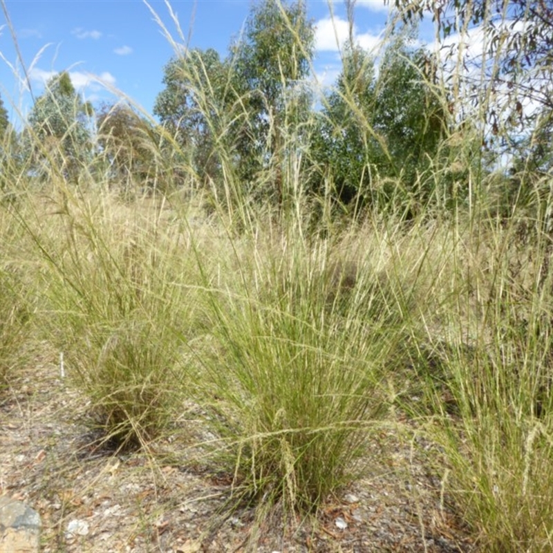 Austrostipa verticillata