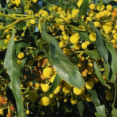 Acacia saligna