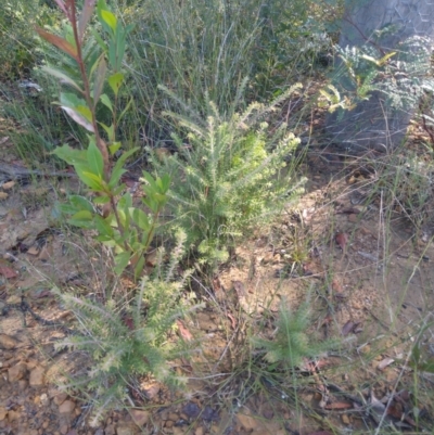 Persoonia hirsuta subspecies evoluta