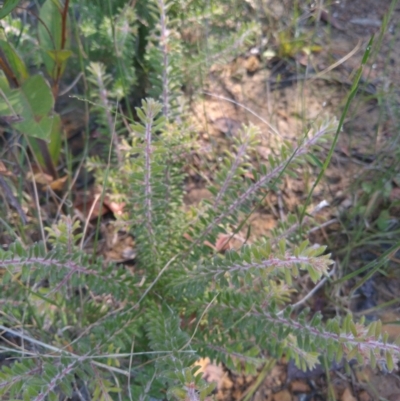 Persoonia hirsuta subsp. evoluta