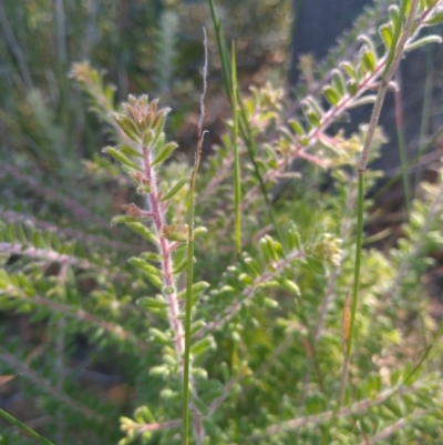 Persoonia hirsuta subsp. evoluta