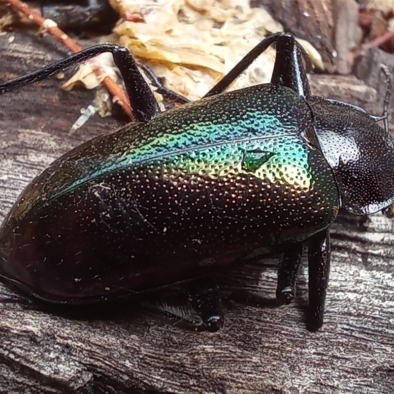 Cyphaleus metallescens
