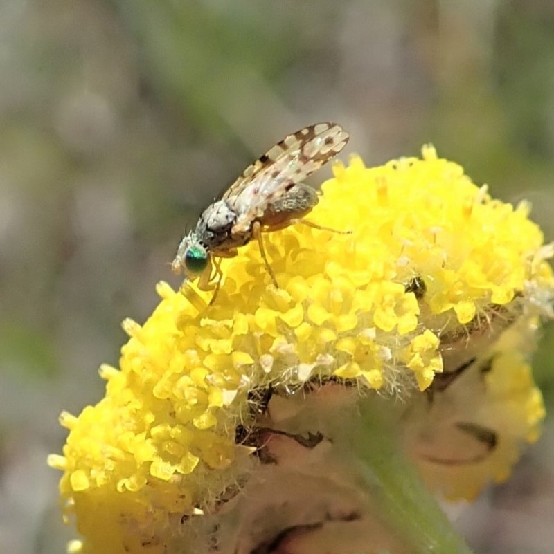 Austrotephritis sp. (genus)