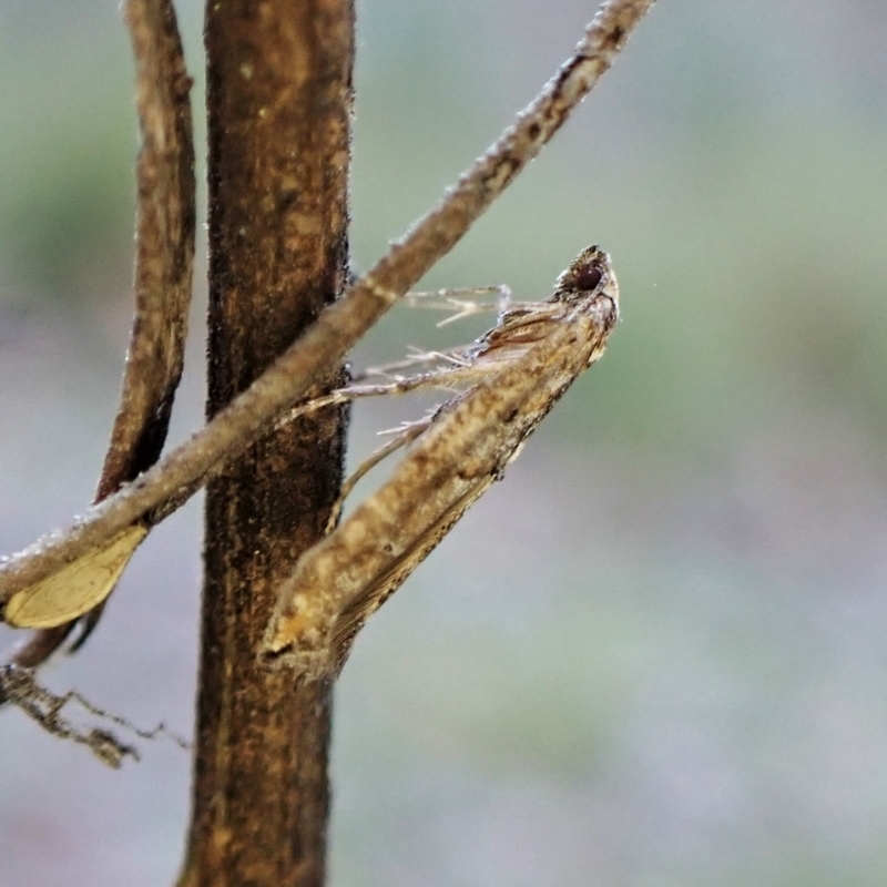 Gnathifera eurybias