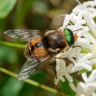 Copidapha maculiventris