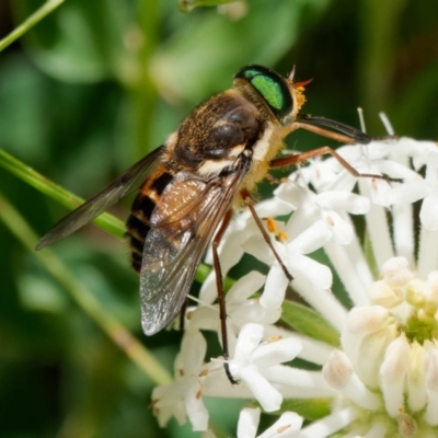 Copidapha maculiventris