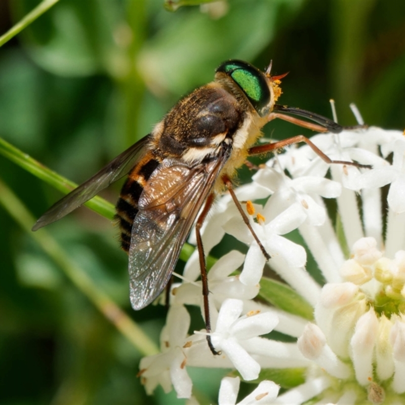 Copidapha maculiventris