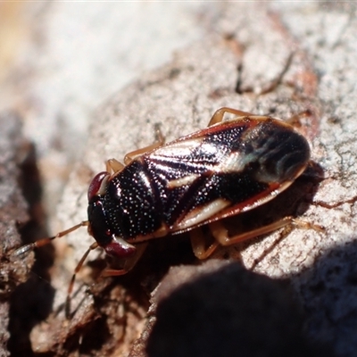 Geocoris sp. (genus)