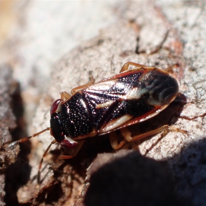 Geocoris sp. (genus)