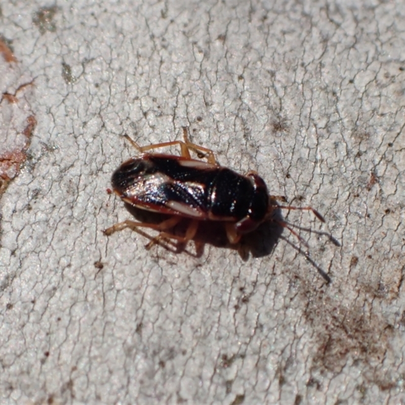 Geocoris sp. (genus)