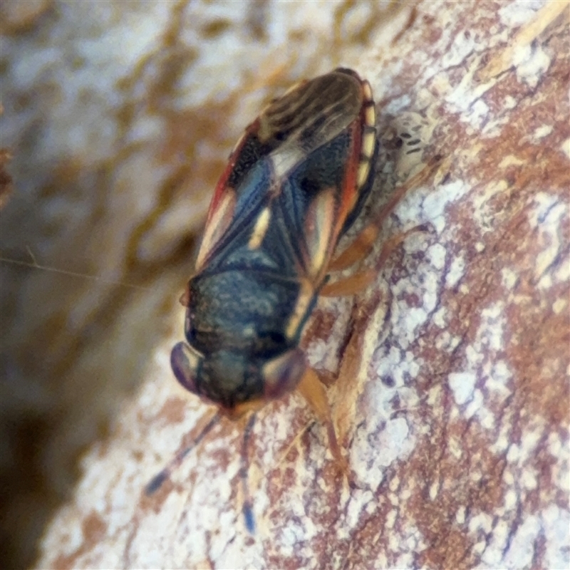 Geocoris sp. (genus)