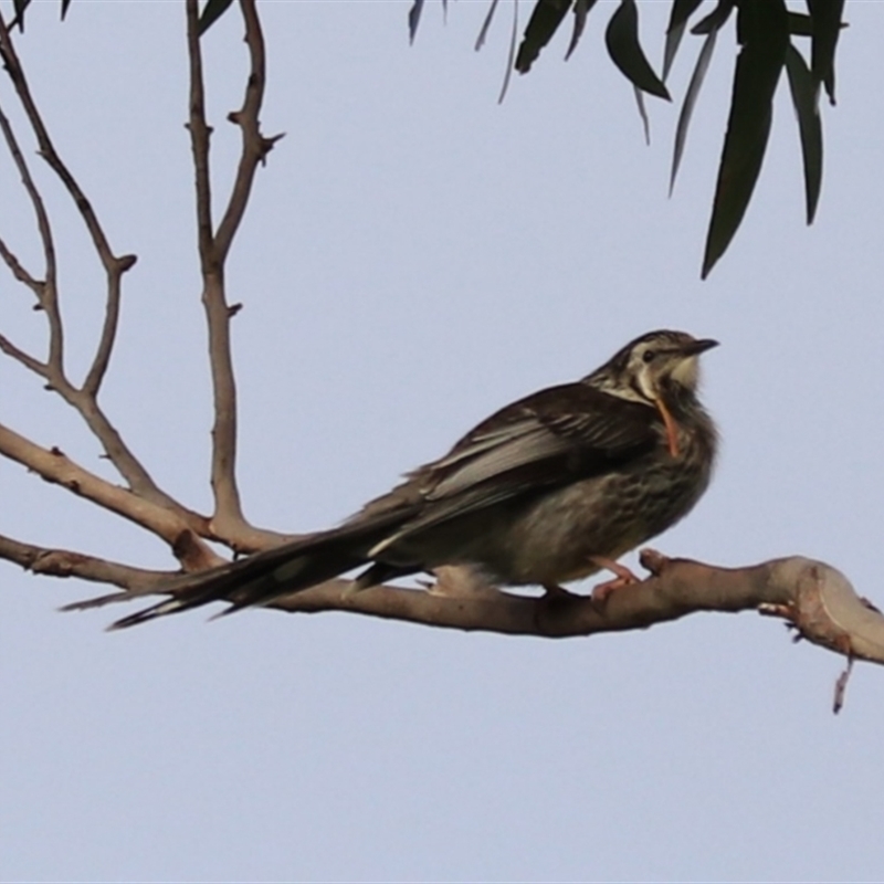 Anthochaera paradoxa