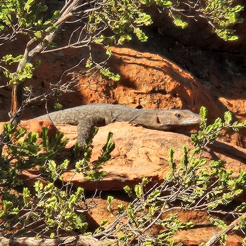 Varanus giganteus