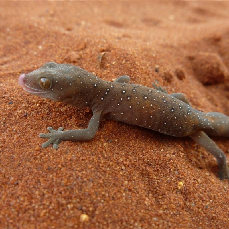 Strophurus elderi