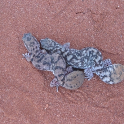 Diplodactylus conspicillatus