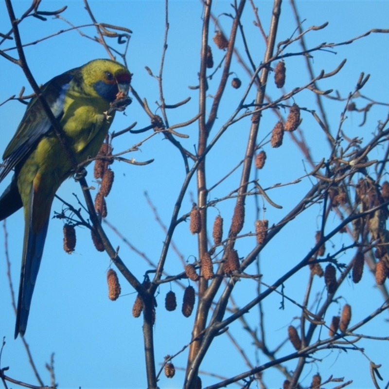 Platycercus caledonicus