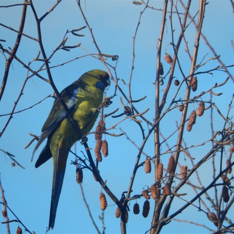 Platycercus caledonicus