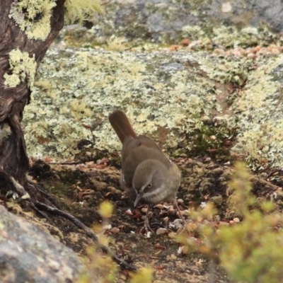 Sericornis humilis