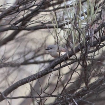 Acanthiza robustirostris