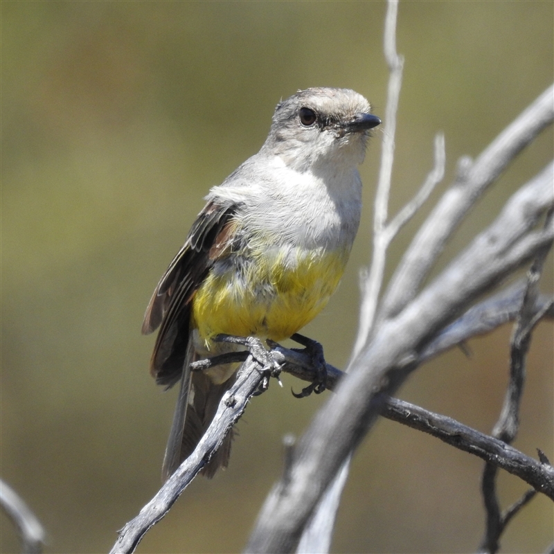 Eopsaltria griseogularis