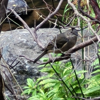 Pachycephala fuliginosa