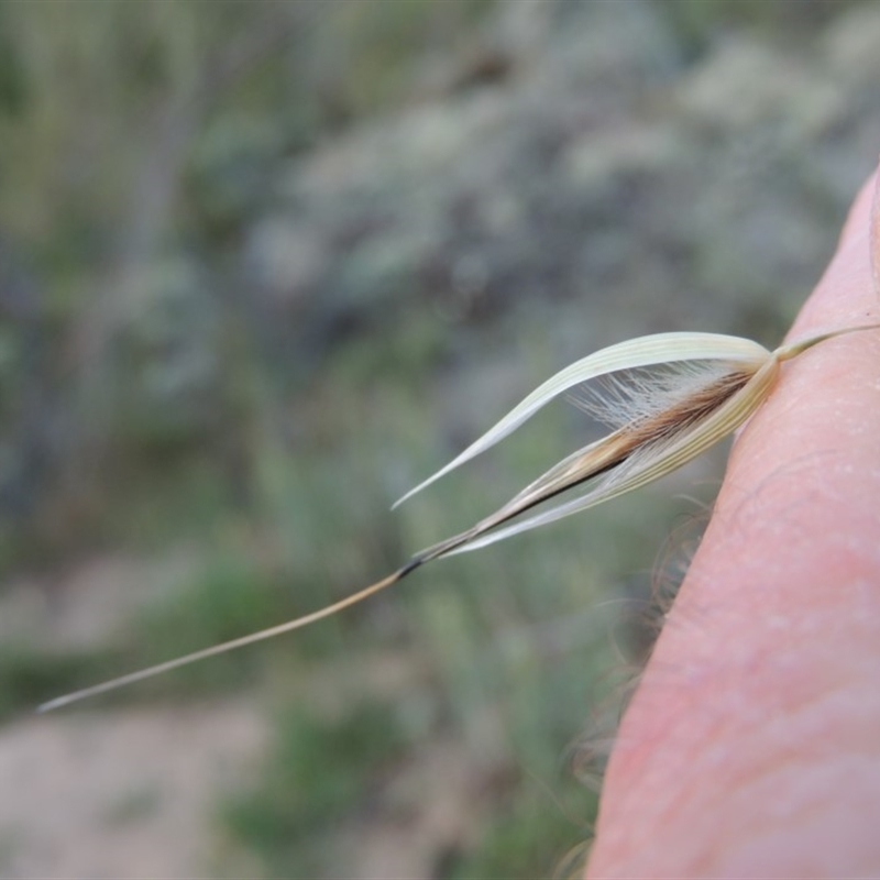 Avena barbata