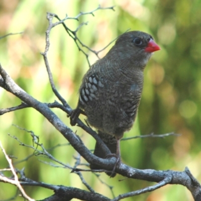 Stagonopleura oculata