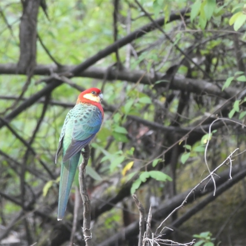 Platycercus icterotis